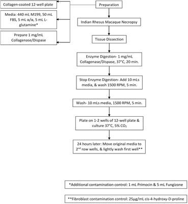 Culture Model for Non-human Primate Choroid Plexus